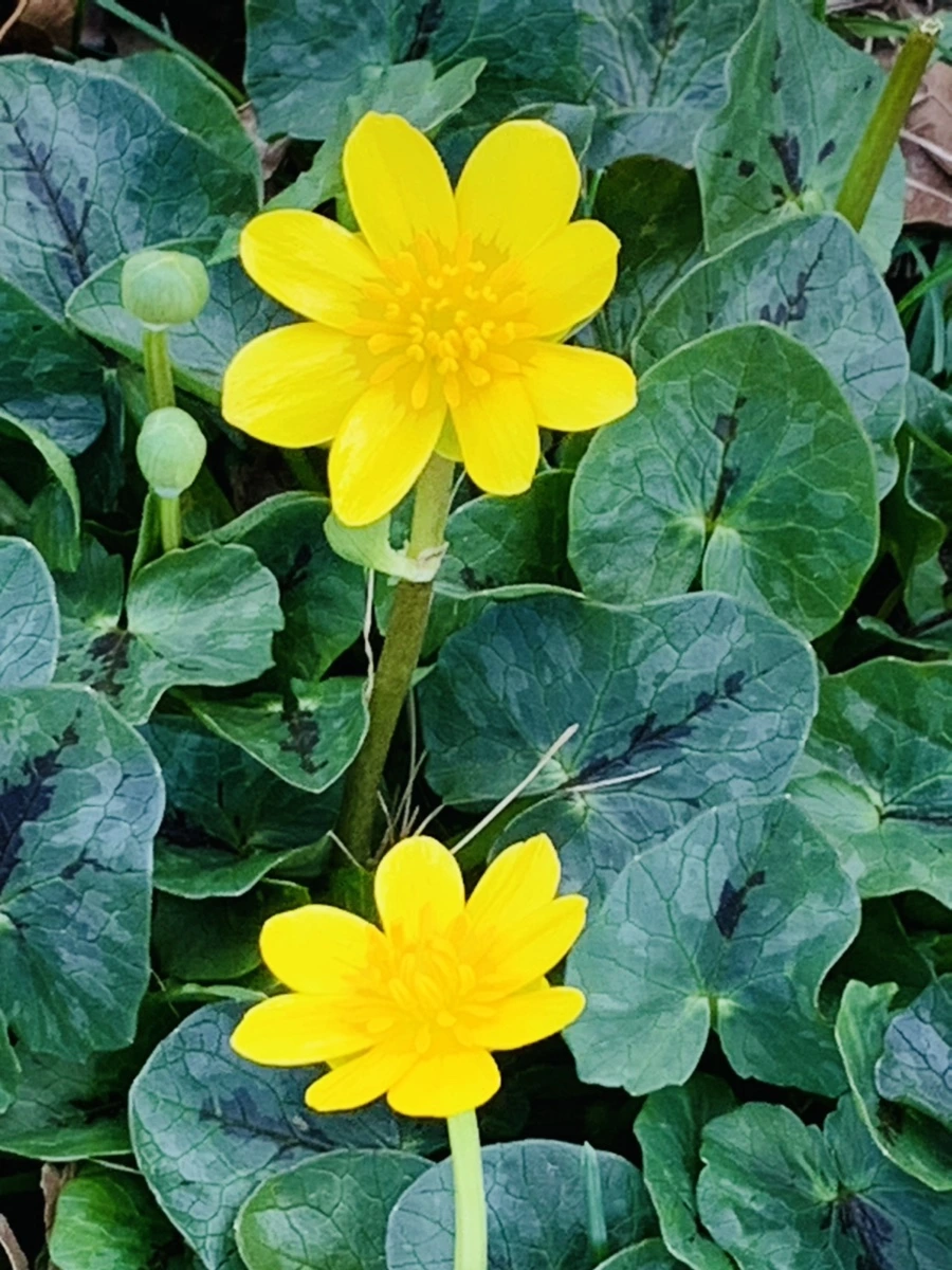 IMG_4543.jpg?type=w966