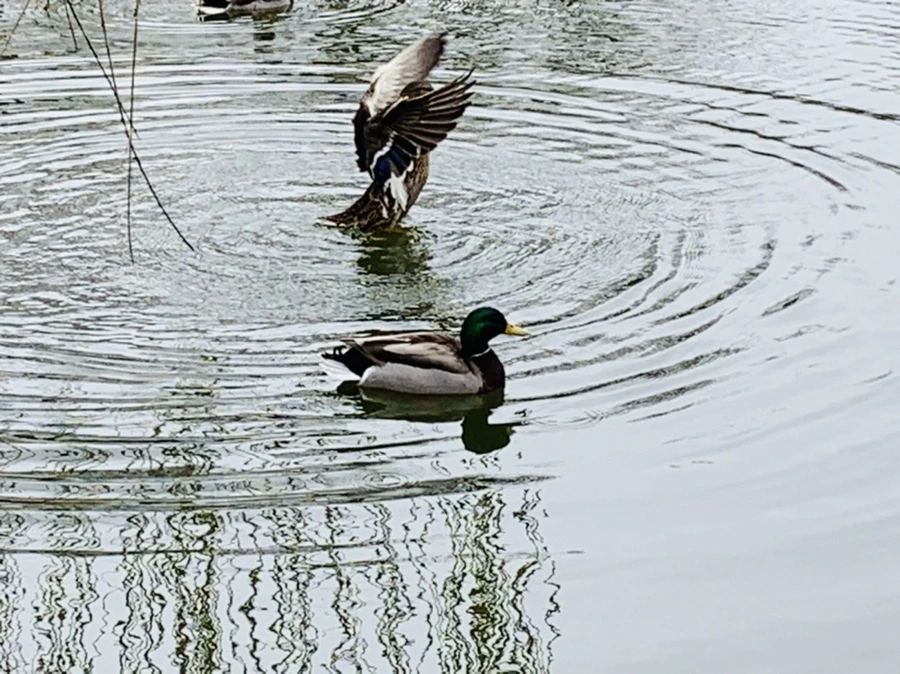 IMG_3839.jpg?type=w966