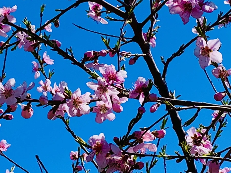 IMG_8183.jpg?type=w966