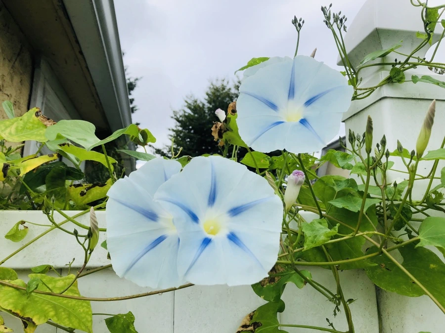 IMG_1130.jpg?type=w966