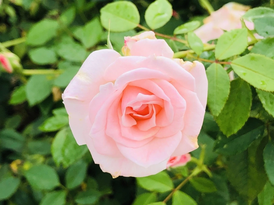 IMG_2238.jpg?type=w966