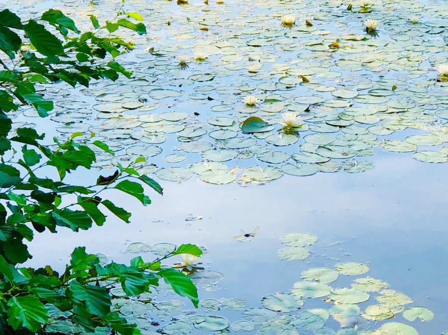 IMG_4913.jpg?type=w966