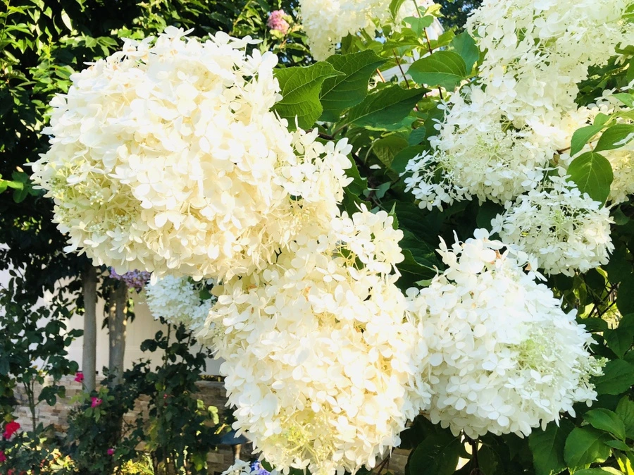 IMG_4676.jpg?type=w966