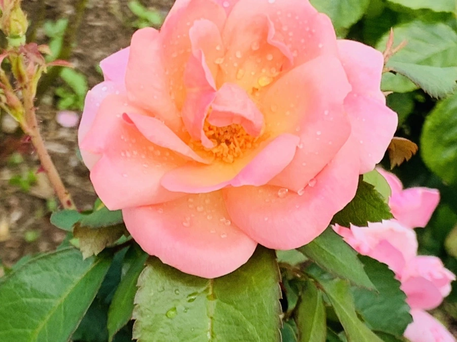 IMG_4965.jpg?type=w966