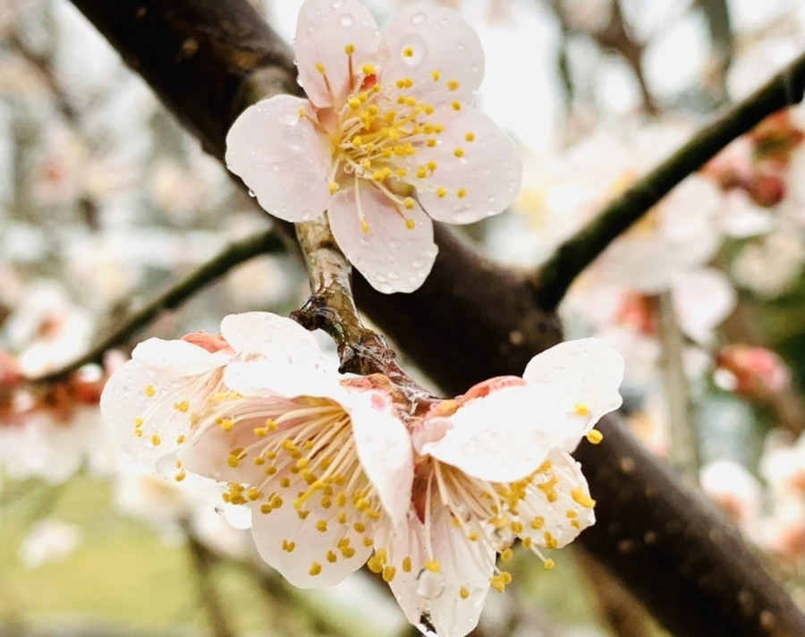 IMG_1772.jpg?type=w966