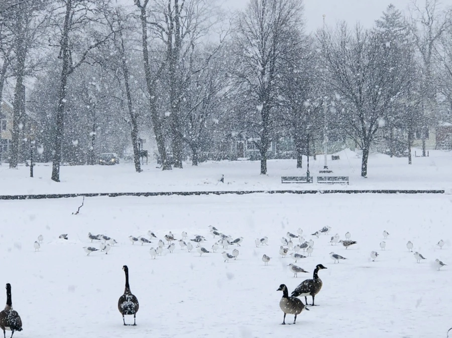 IMG_4234.jpg?type=w966