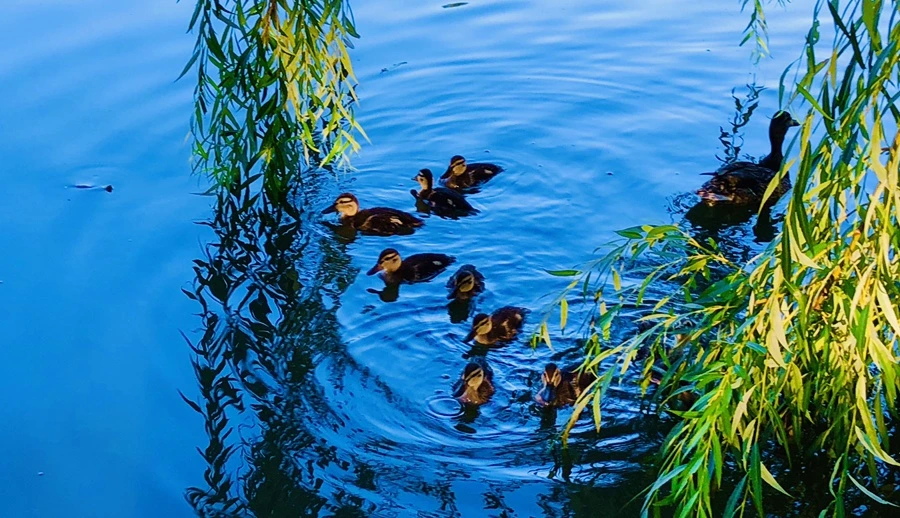 IMG_2719.jpg?type=w966