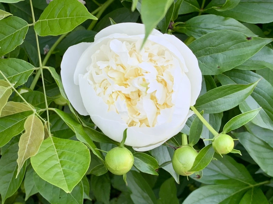 IMG_3504.jpg?type=w966