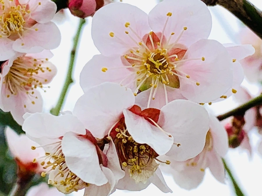 IMG_3663.jpg?type=w966