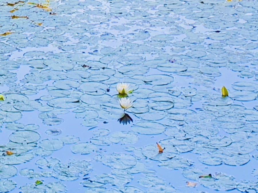 IMG_1020.jpg?type=w966