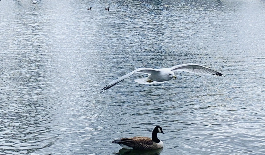 IMG_7989.jpg?type=w966