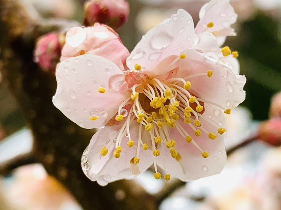 IMG_1790.jpg?type=w966