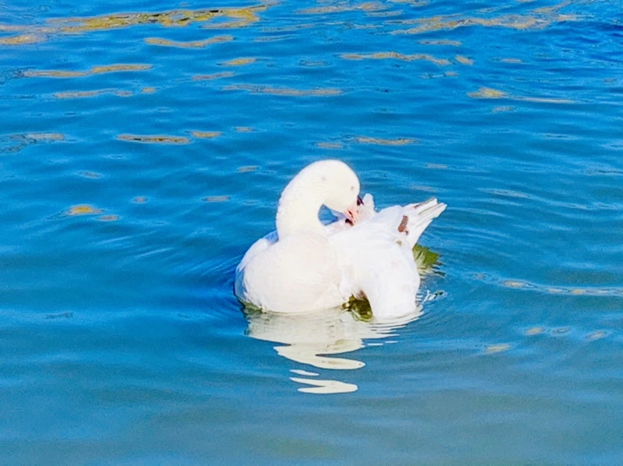 IMG_8937.jpg?type=w966