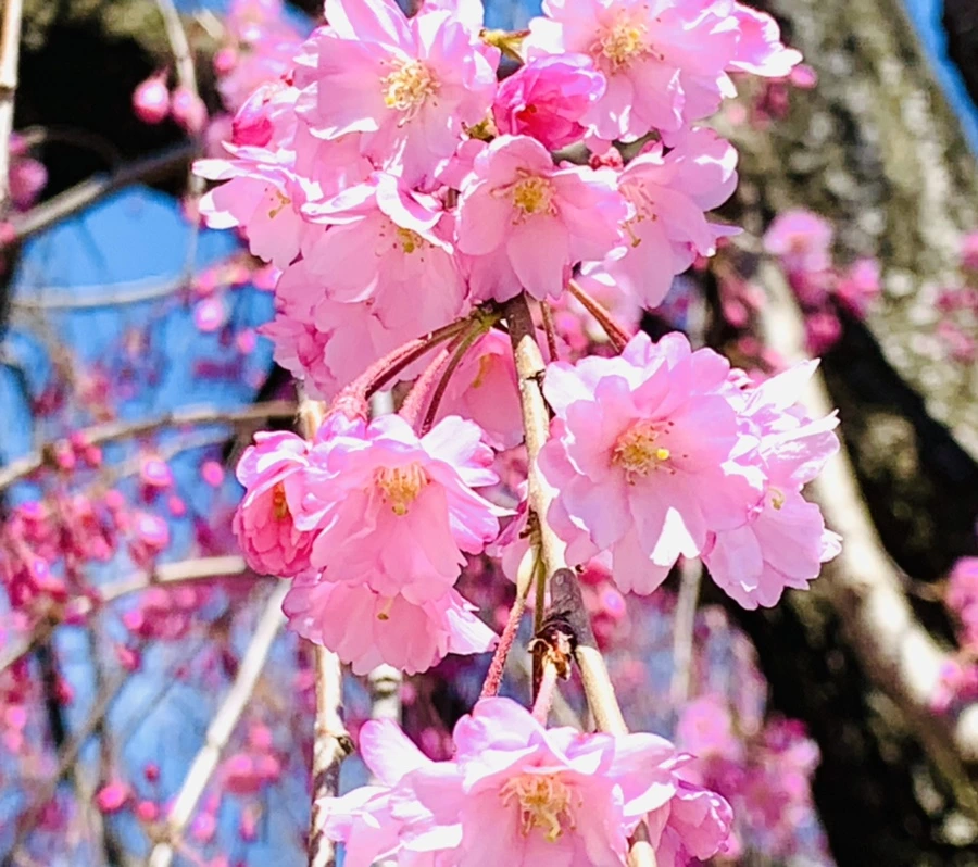 IMG_8328.jpg?type=w966