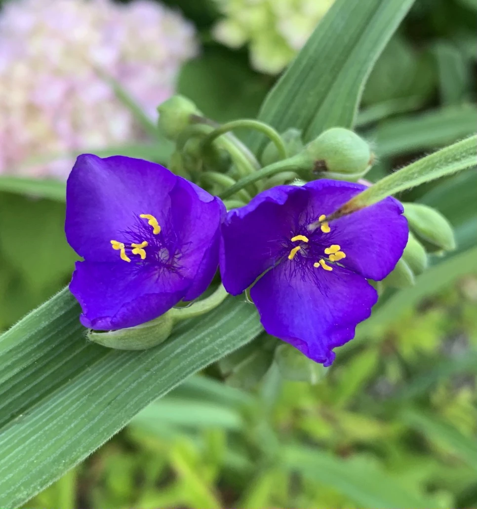 IMG_2993.jpg?type=w966