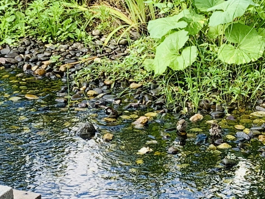 IMG_0654.jpg?type=w966