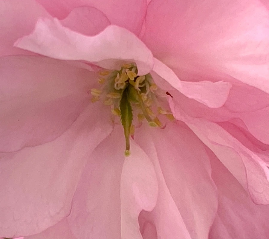 IMG_5498.jpg?type=w966