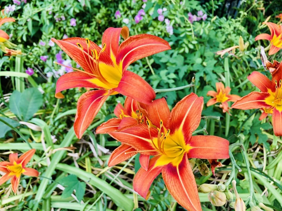 IMG_0331.jpg?type=w966