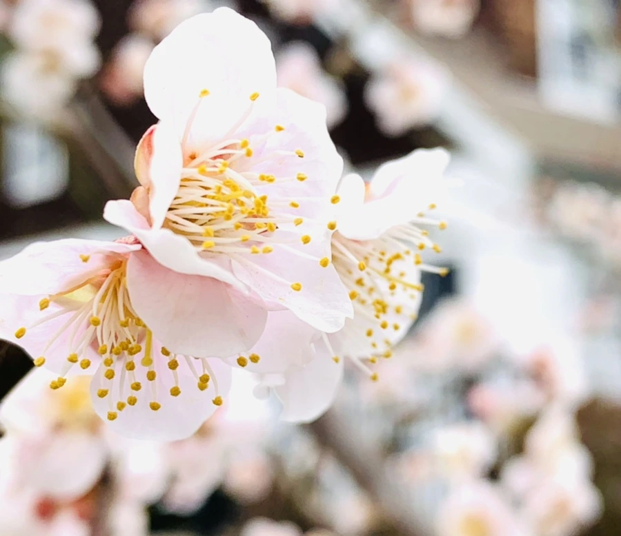 IMG_1710.jpg?type=w966