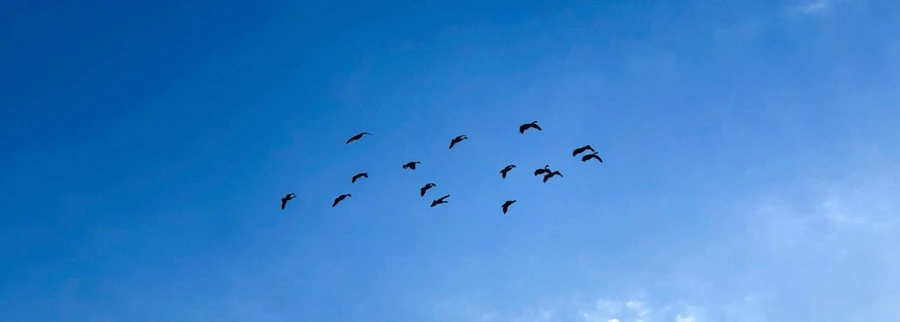 IMG_4958.jpg?type=w966