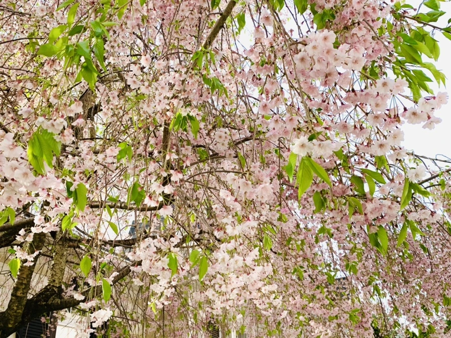 IMG_6695.jpg?type=w966