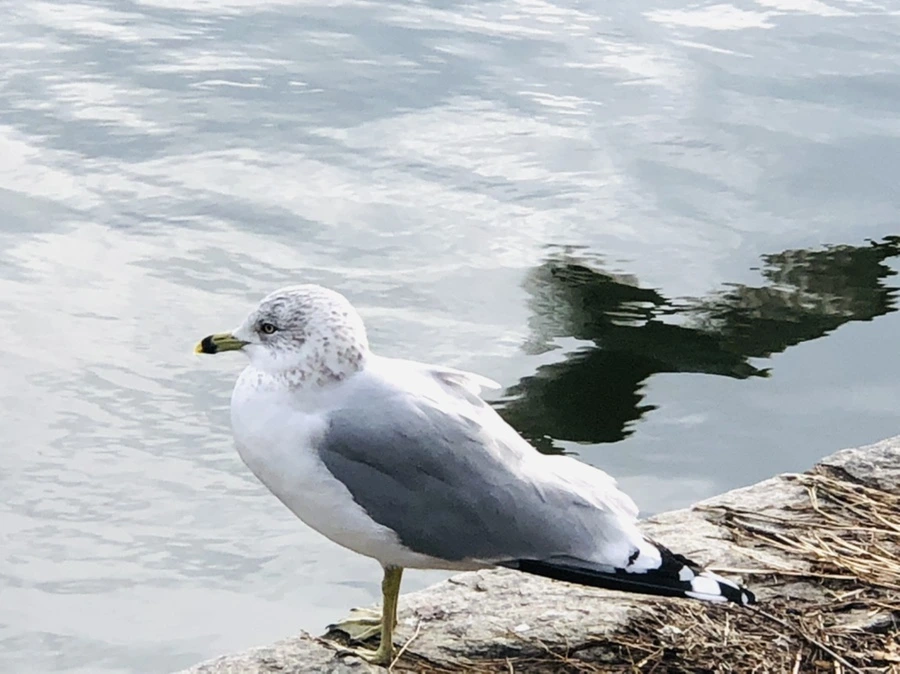 IMG_8730.jpg?type=w966