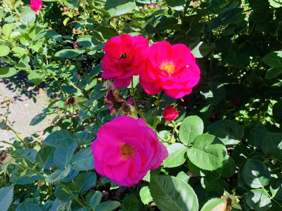 IMG_4175.jpg?type=w966