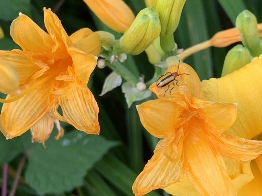 IMG_6024.jpg?type=w966