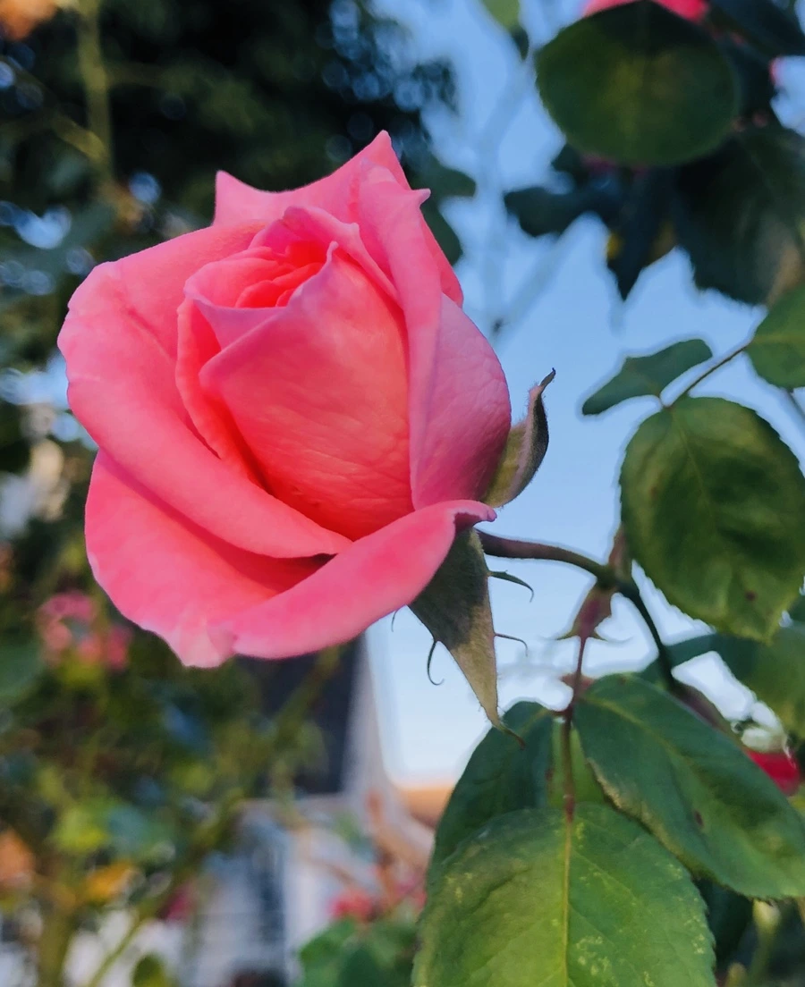 IMG_0074.jpg?type=w966