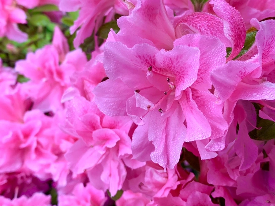 IMG_9679.jpg?type=w966