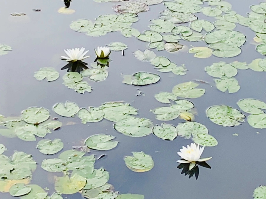 IMG_4445.jpg?type=w966