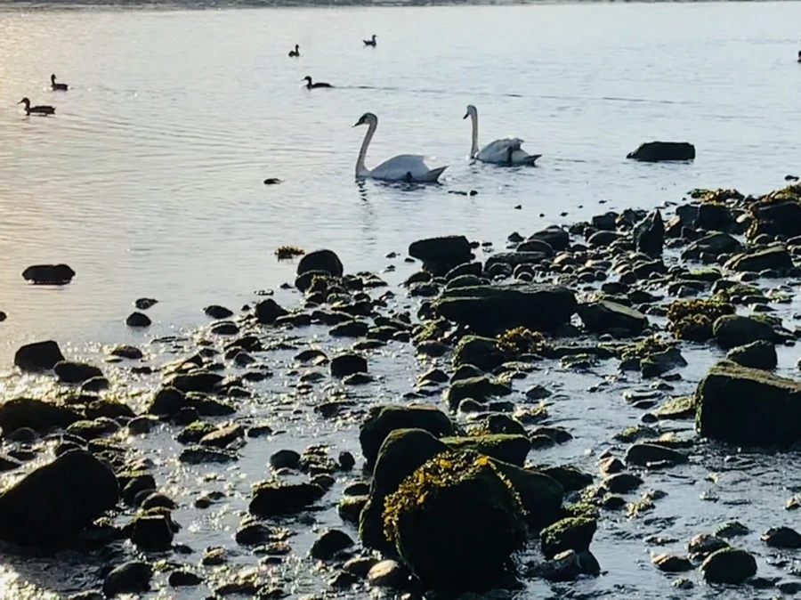 IMG_1472.jpg?type=w966