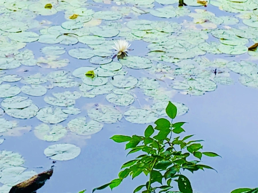 IMG_9160.jpg?type=w966