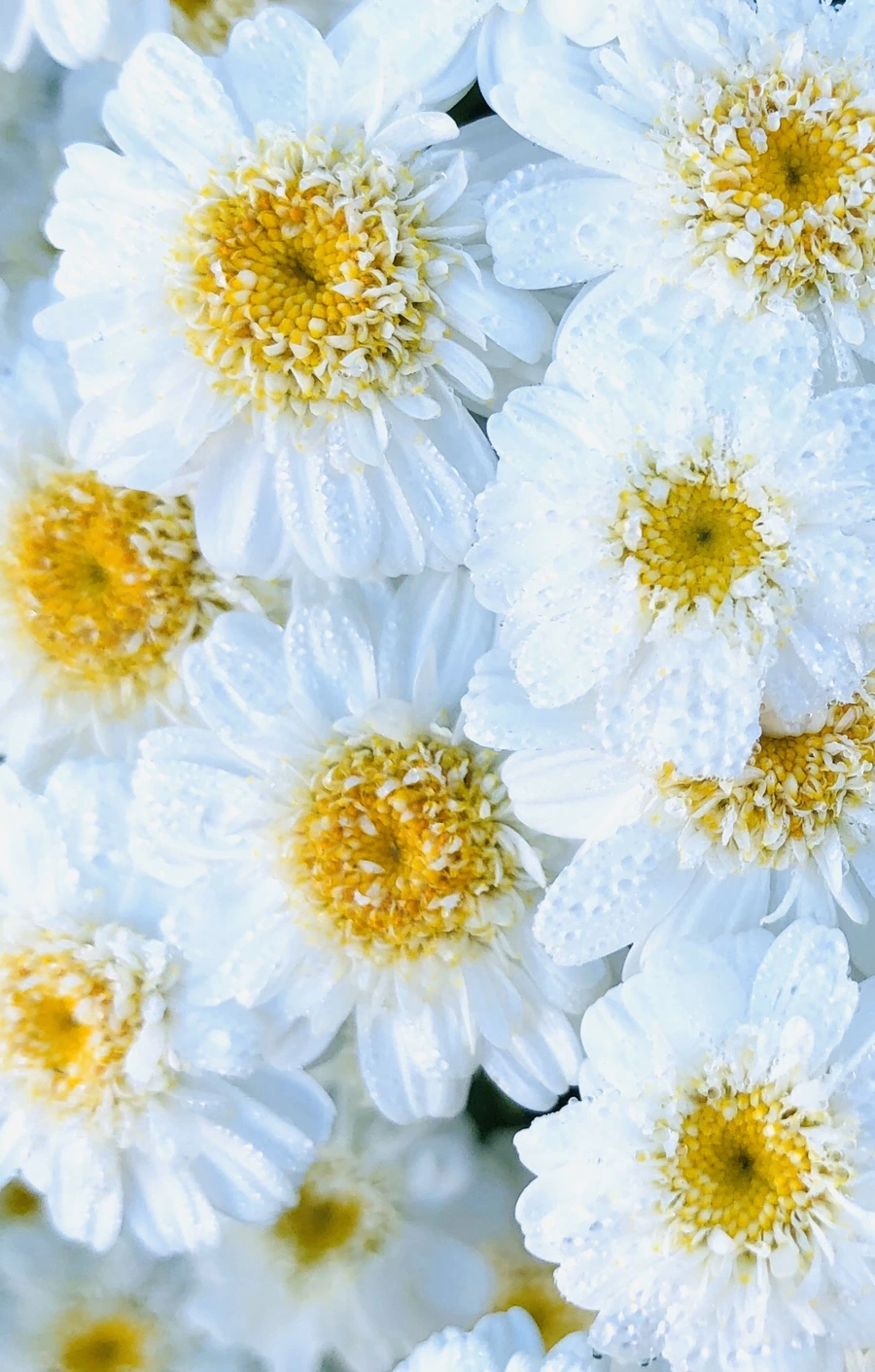 IMG_9066.jpg?type=w966