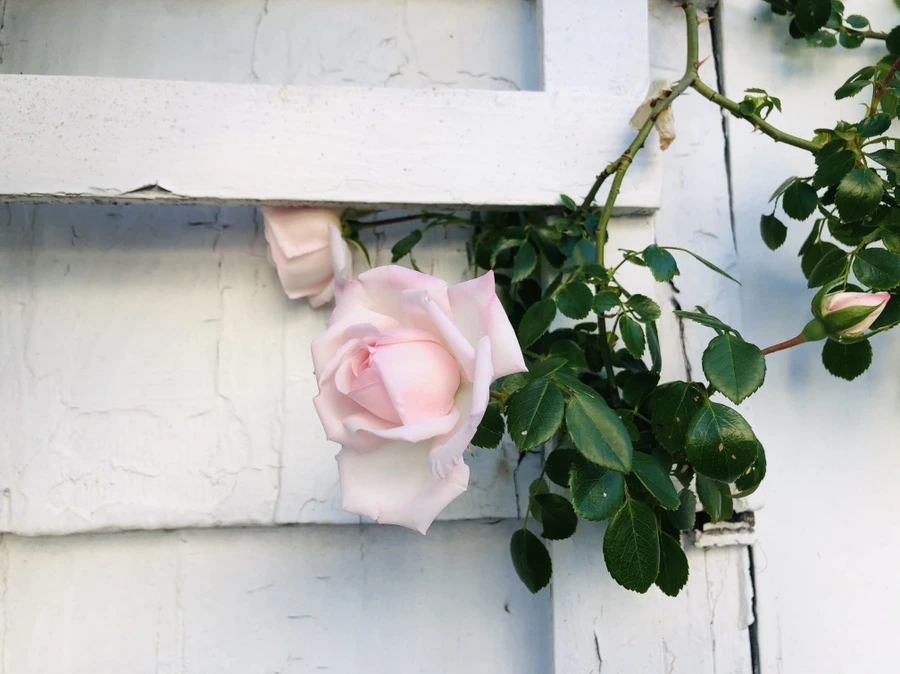 IMG_8463.jpg?type=w966