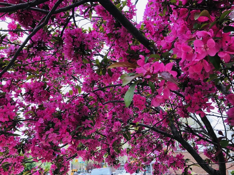 IMG_4070.jpg?type=w966