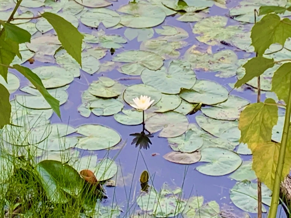 IMG_8605.jpg?type=w966