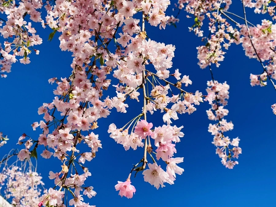 IMG_4130.jpg?type=w966