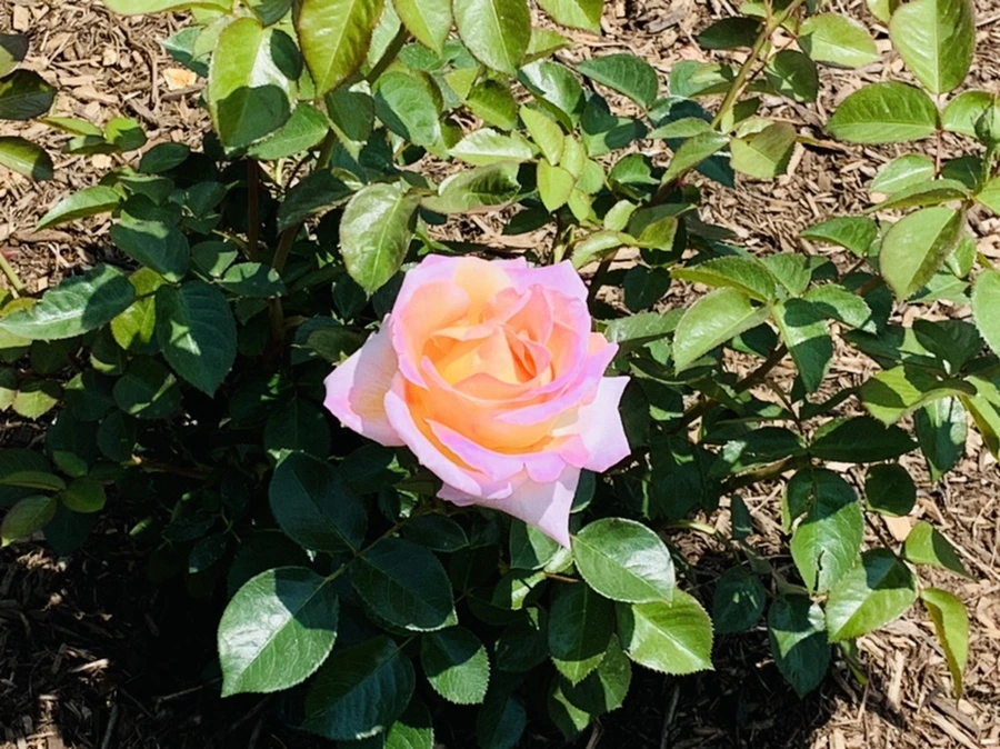 IMG_4367.jpg?type=w966