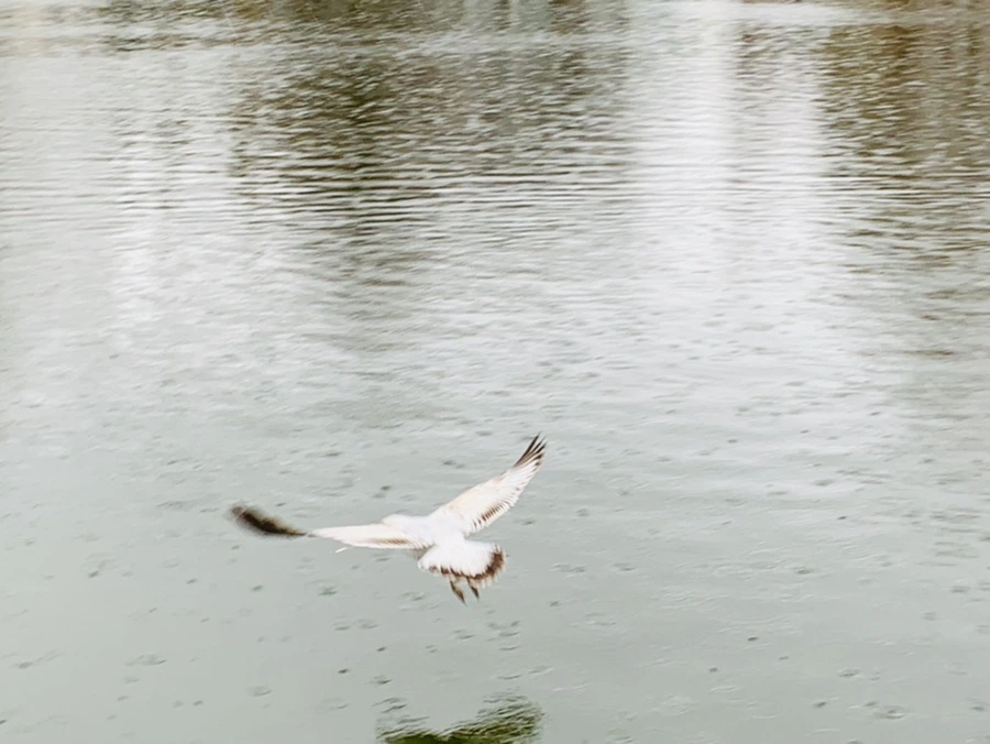 IMG_2132.jpg?type=w966