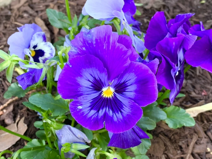 IMG_2119.jpg?type=w966