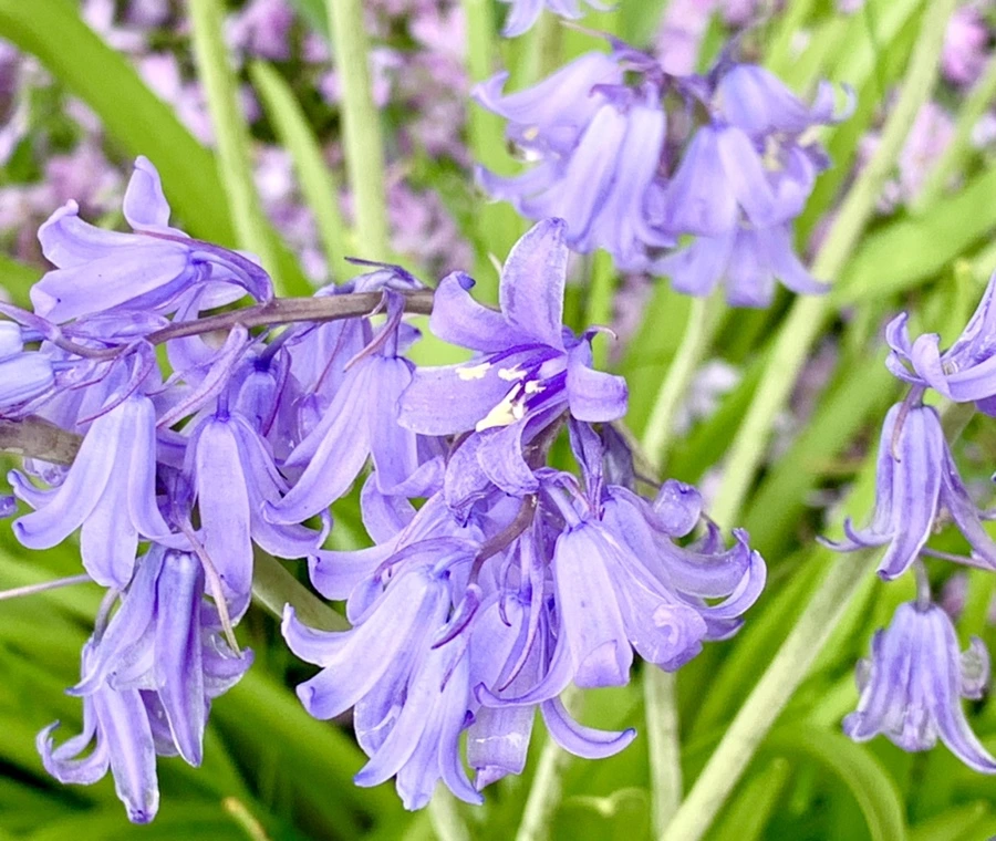 IMG_9600.jpg?type=w966