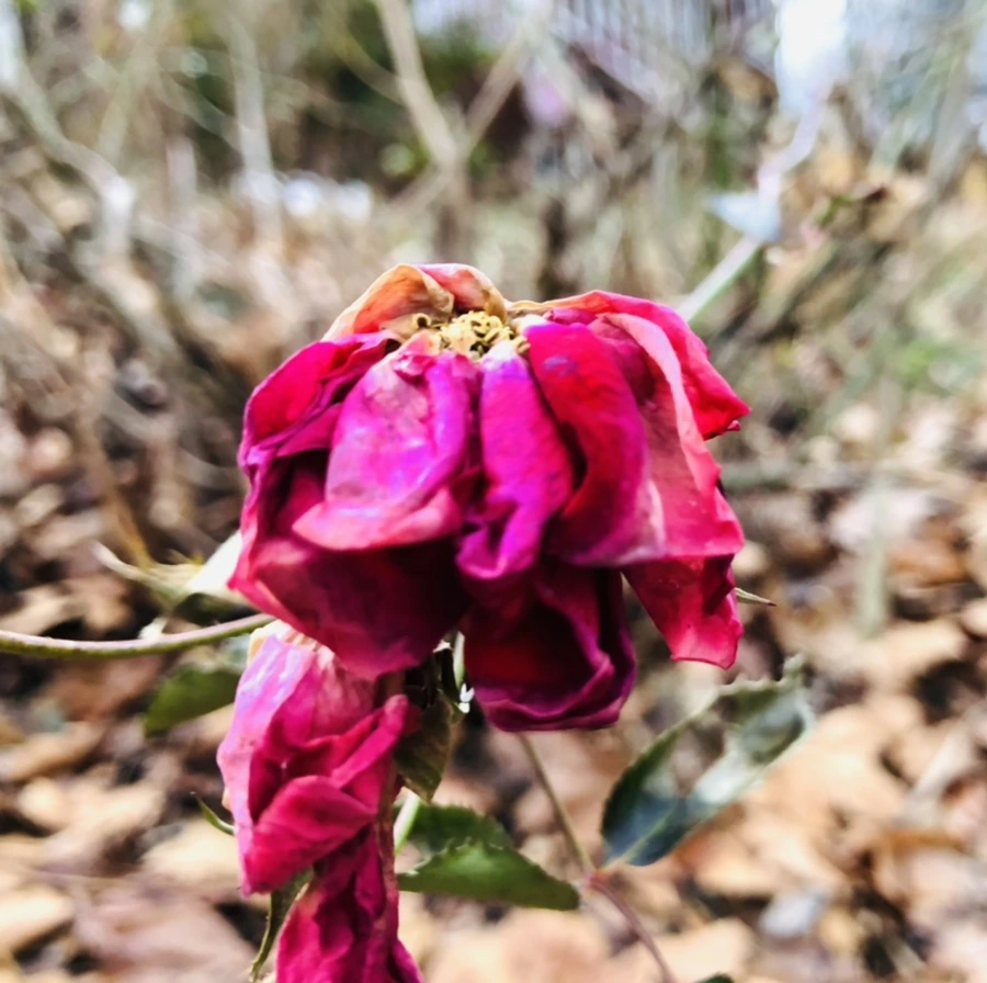 IMG_8755.jpg?type=w966