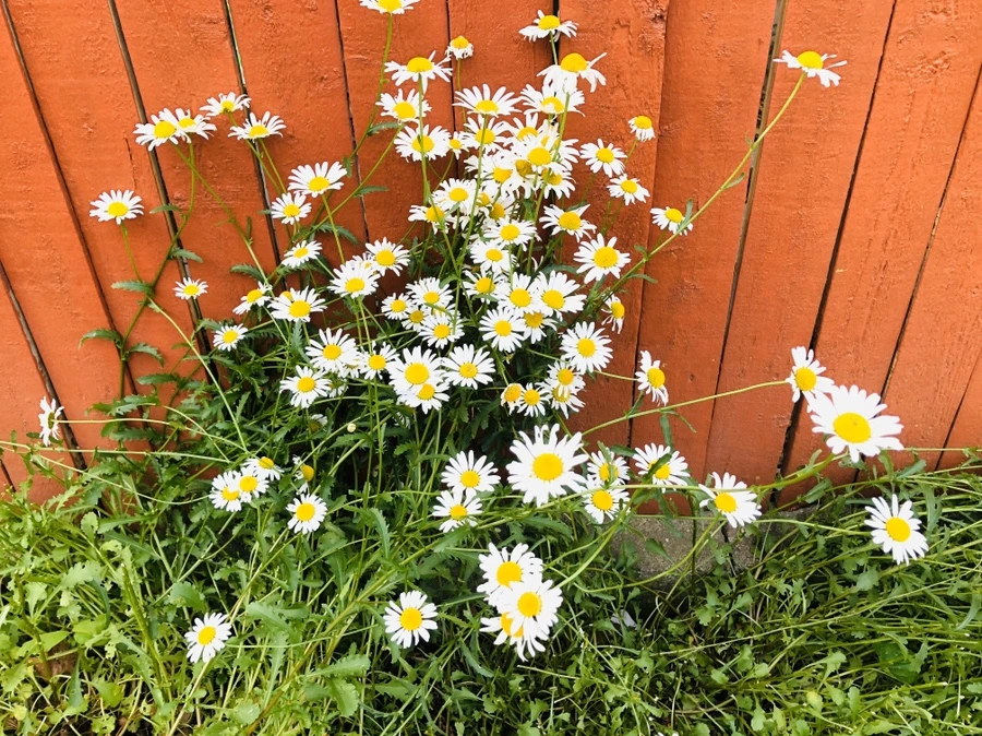 IMG_8720.jpg?type=w966