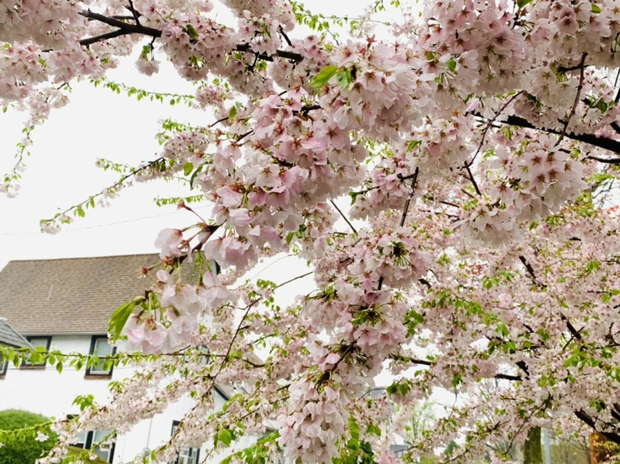 IMG_2260.jpg?type=w966