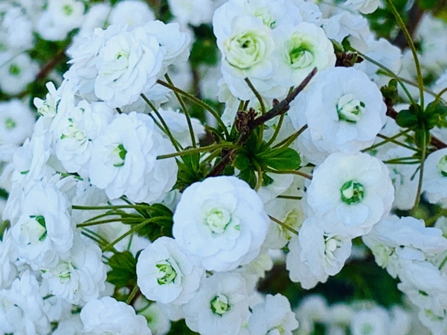 IMG_3298.jpg?type=w966