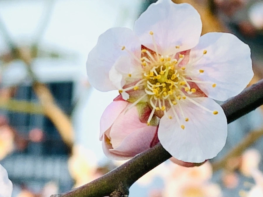 IMG_0907.jpg?type=w966