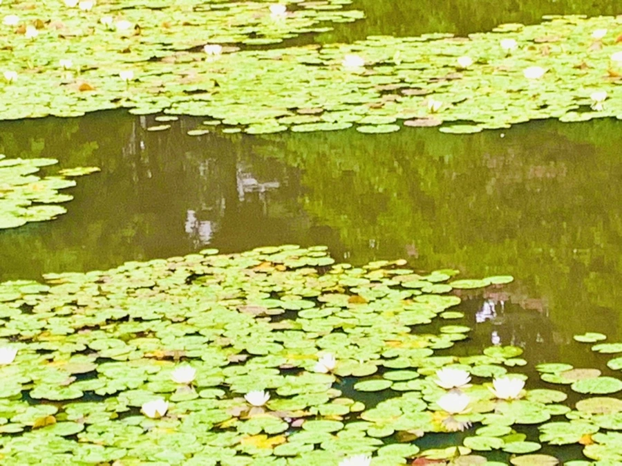 IMG_4591.jpg?type=w966