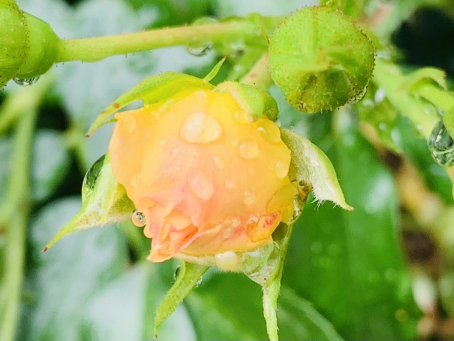 IMG_4505.jpg?type=w966