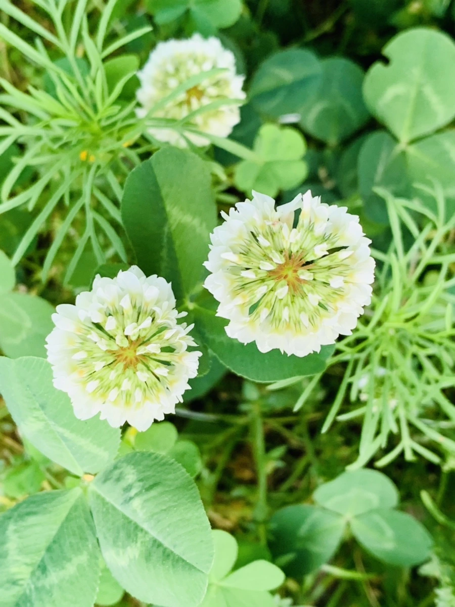 IMG_4590.jpg?type=w966